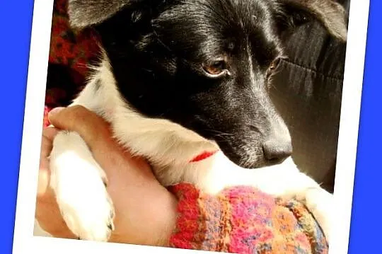 Mała, 5 kg, wrażliwa suczka RABCIA, łagodna,spokoj