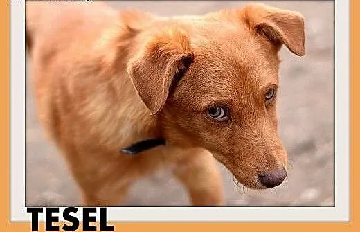 TESEL,mały,rezolutny,czujny piesek do domu z ogród