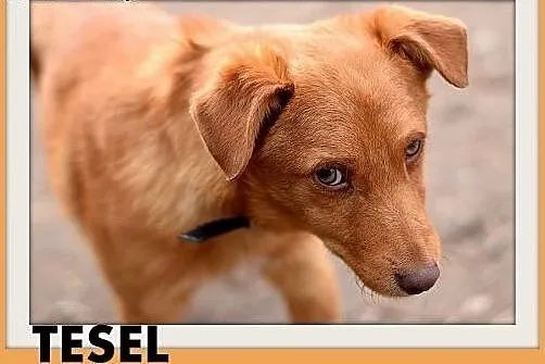 TESEL,mały,rezolutny,czujny piesek do domu z ogród