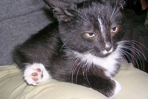Bodo do adopcji,  łódzkie Łódź