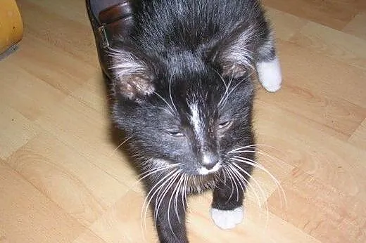 Bodo do adopcji,  łódzkie Łódź