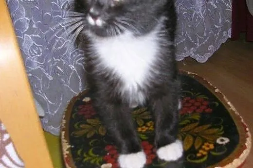 Bodo do adopcji,  łódzkie Łódź