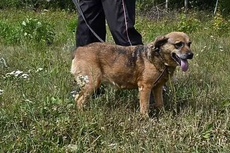 Kora nie ma szans na dom - nie jest ani młoda, ani