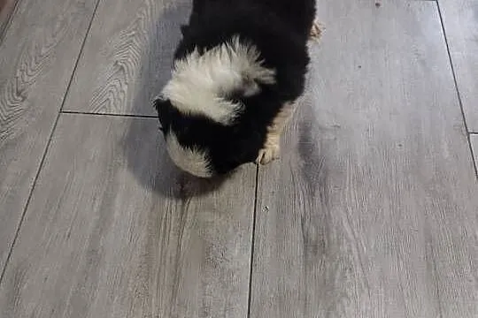 Border collie, Małopolskie, Załuczne