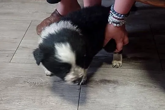Border collie, Małopolskie, Załuczne
