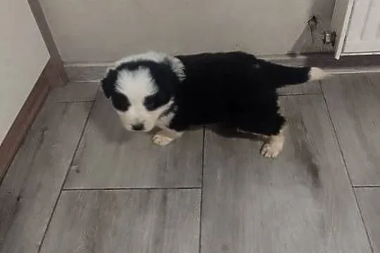 Border collie, Małopolskie, Załuczne