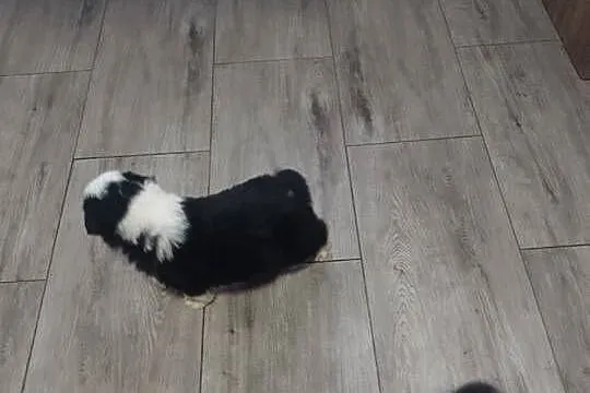 Border collie, Małopolskie, Załuczne