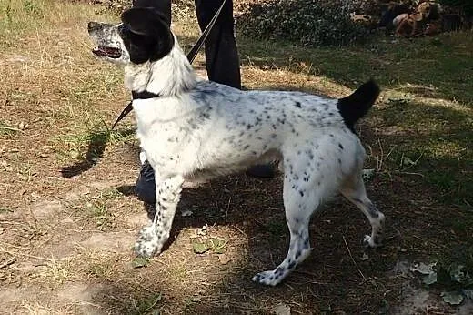Adoptuj, a odwdzięczy się wielką miłością :) ,  łó