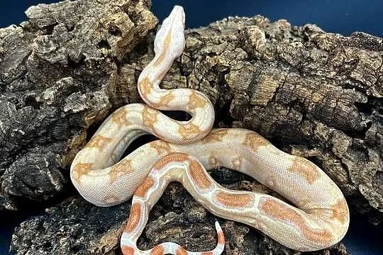 Boa imperator/Boa cesarski