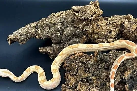 Boa imperator/Boa cesarski, Śląskie, Sosnowiec