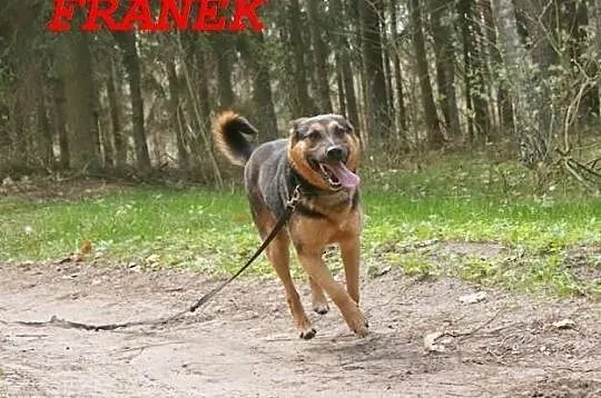 Mądry, energiczny, młody pies Franek czeka na dom