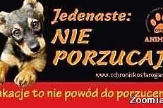 Mądry, energiczny, młody pies Franek czeka na dom