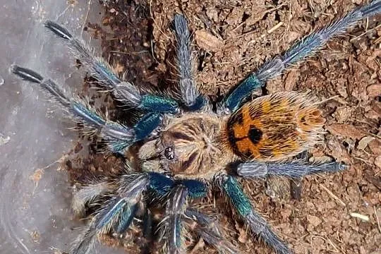 Chromatopelma Cyaneopubescens L3 NS