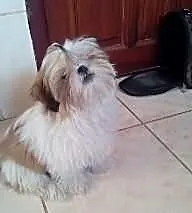 Szczenię - sunia Shih Tzu
