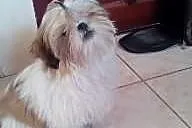 Szczenię - sunia Shih Tzu