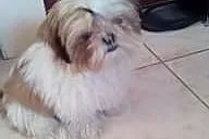 Szczenię - sunia Shih Tzu