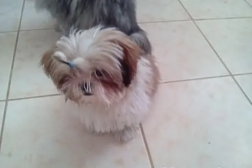 Szczenię - sunia Shih Tzu