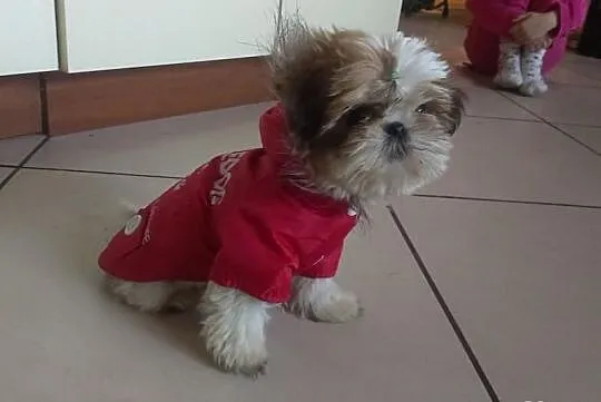 Szczenię - sunia Shih Tzu