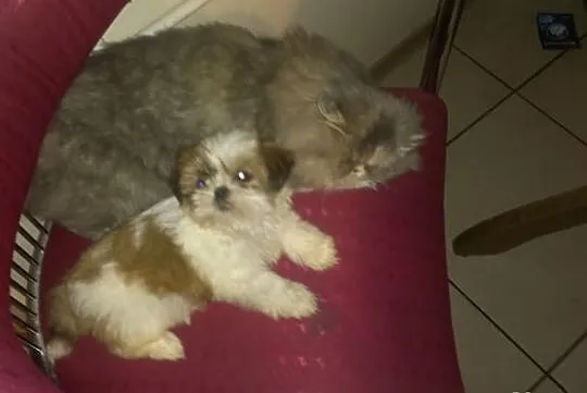 Szczenię - sunia Shih Tzu