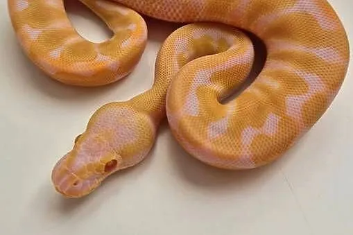 Pyton królewski Enchi Albino samiec