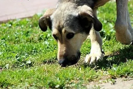 Cent- podniosę jakoś Twojego życia - oddam serdusz