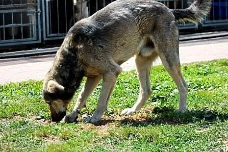 Cent- podniosę jakoś Twojego życia - oddam serdusz