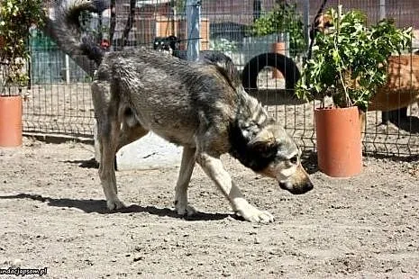 Cent- podniosę jakoś Twojego życia - oddam serdusz