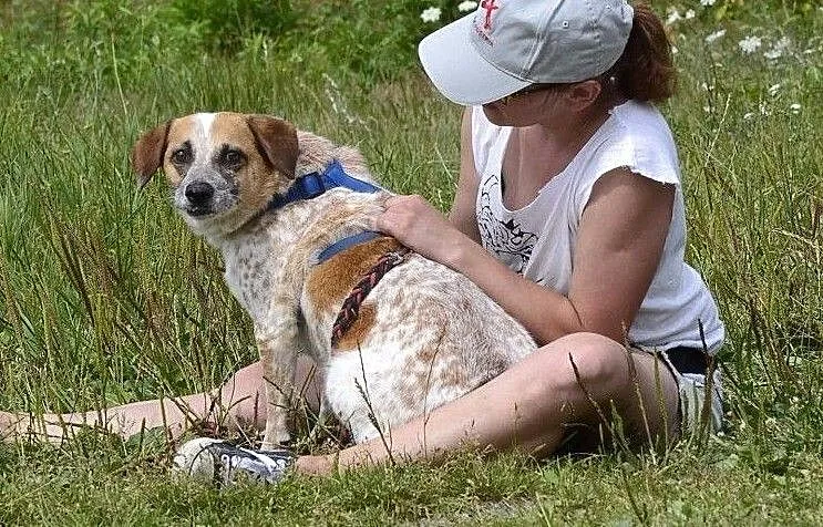 Bianka-piękna,oryginalnie umaszczona, delikatna i bardzo nieśmiała-szuka choć domu tymczasowego!, , Wrocław