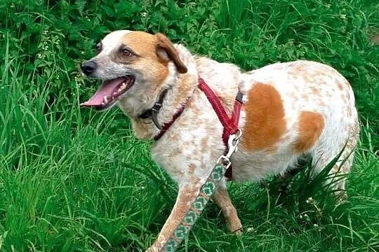 Bianka-piękna,oryginalnie umaszczona, delikatna i bardzo nieśmiała-szuka choć domu tymczasowego!, , Wrocław