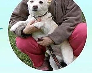 PIMPUŚ - mały, kochany przytulak do adopcji! FILM,