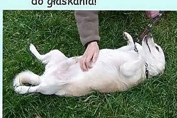 PIMPUŚ - mały, kochany przytulak do adopcji! FILM,