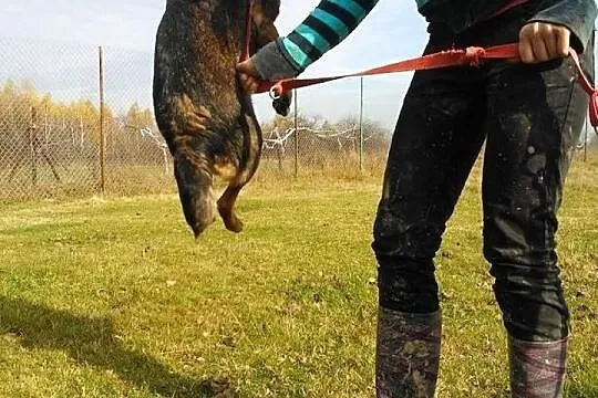 Miłka pozytywny wulkan energii zeka w schronisku n