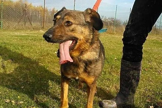 Miłka pozytywny wulkan energii zeka w schronisku n