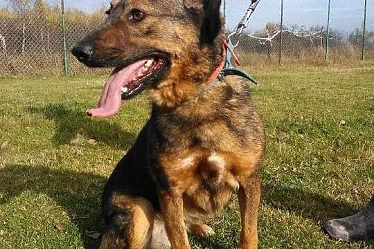Miłka pozytywny wulkan energii zeka w schronisku n