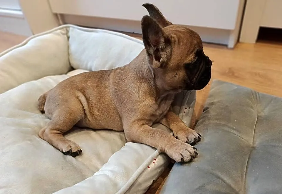 Buldog francuski, Kujawsko-pomorskie, Złotniki Kujawskie