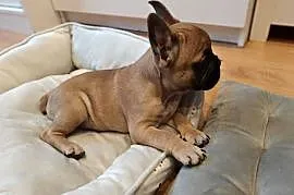 Buldog francuski