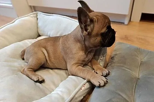 Buldog francuski, Kujawsko-pomorskie, Złotniki Kujawskie