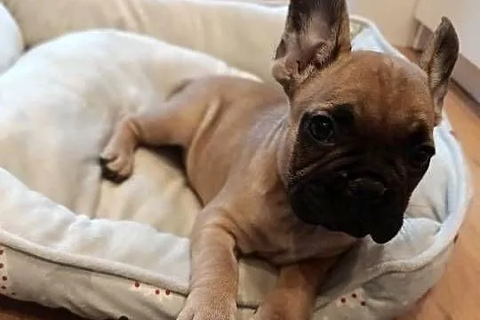 Buldog francuski, Kujawsko-pomorskie, Złotniki Kujawskie