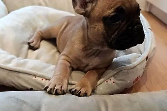 Buldog francuski, Kujawsko-pomorskie, Złotniki Kujawskie