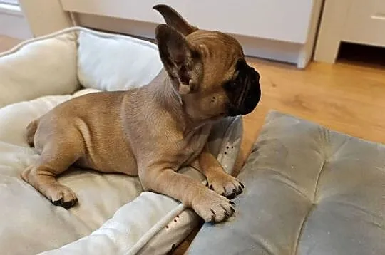 Buldog francuski, Kujawsko-pomorskie, Złotniki Kujawskie