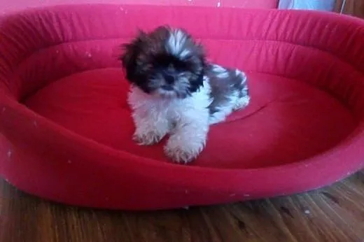 Shih Tzu - szczenięta,  Shih tzu cała Polska