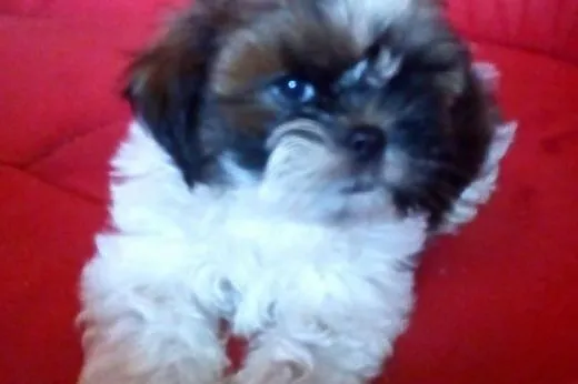 Shih Tzu - szczenięta,  Shih tzu cała Polska