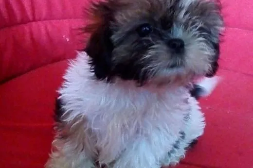 Shih Tzu - szczenięta,  Shih tzu cała Polska