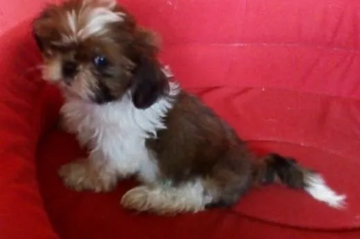 Shih Tzu - szczenięta,  Shih tzu cała Polska