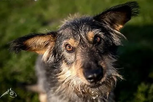 Mały SZCZOTEK jest psem super :D Adoptuj go szybko