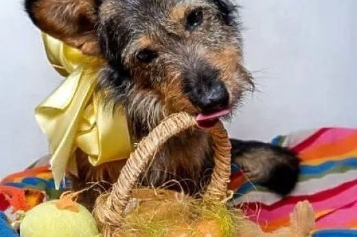 Mały SZCZOTEK jest psem super :D Adoptuj go szybko