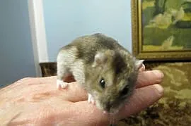 Chomiki dzungalskie