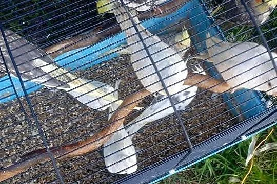 Nimfy dorosłe, Łódzkie, Wrzesiny