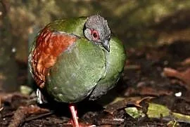 Kuropatwa koroniasta