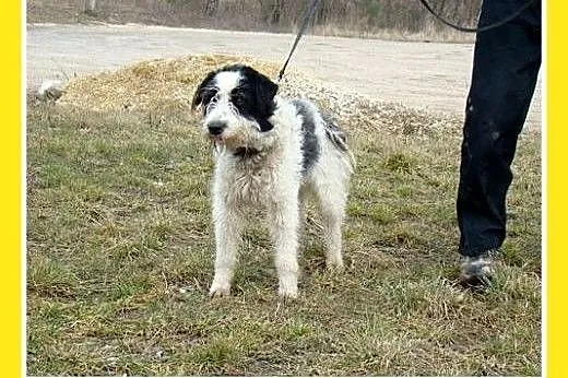 Cudownie przyjacielski,wesoły,tulaśny,grzeczny pie
